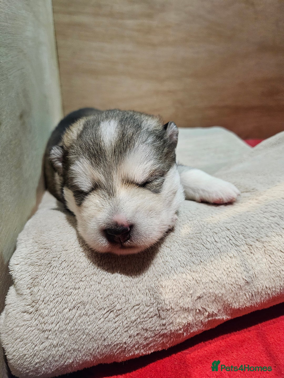 Alaskan Malamute dogs for sale: Litter B  - Advert 8
