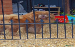 Chow Chow dogs for sale: Bear the chow chow  - Image 1