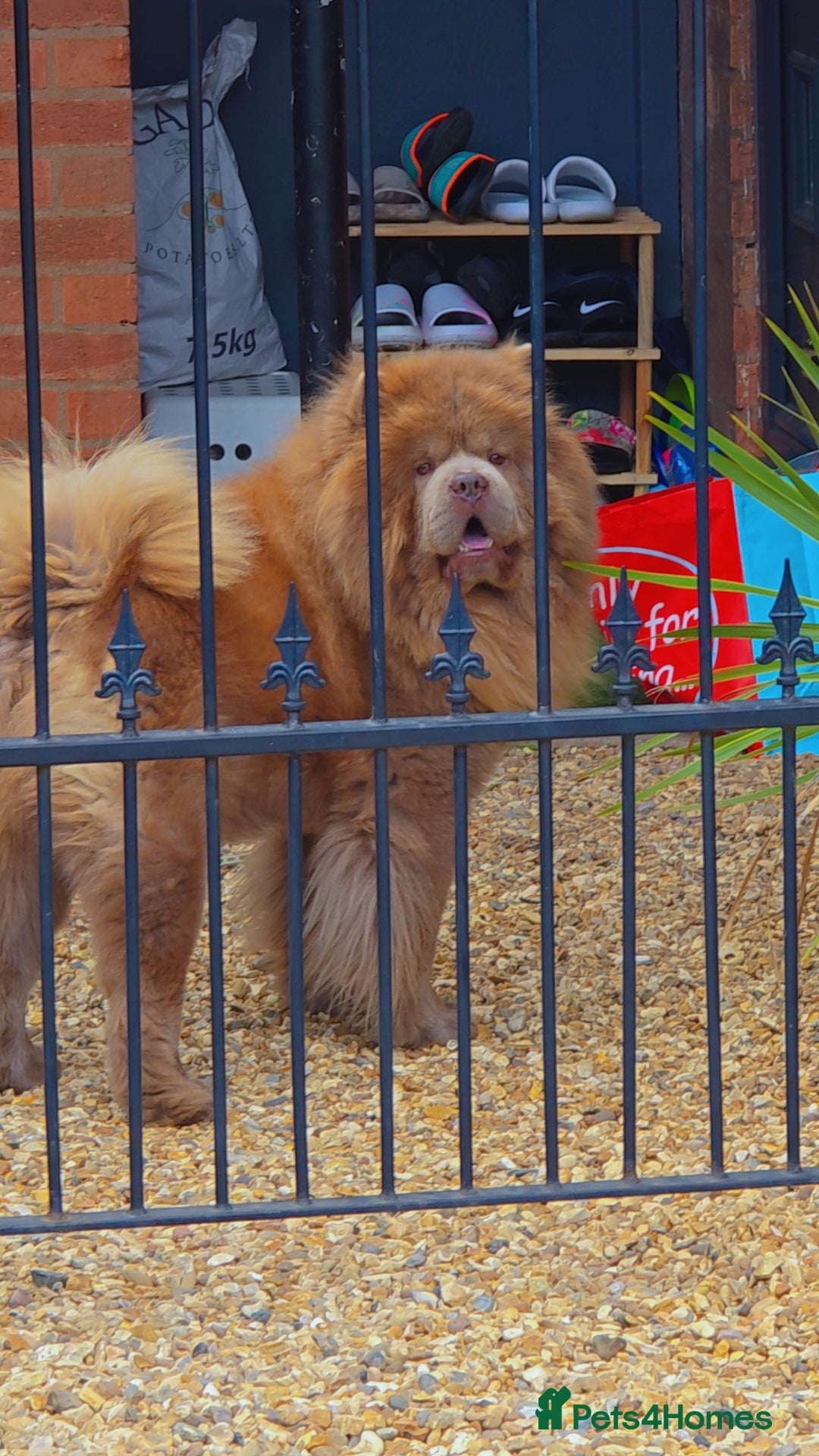 Chow Chow dogs for sale: Bear the chow chow  - Image 1