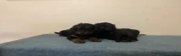 Cockapoo dogs for sale: Beautiful F1 cockapoos - Advert 10
