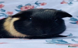 Guinea Pig rodents for sale: Pretty mix of baby boy Guineapigs  in Brighton - Image 10