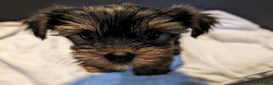 Yorkshire Terrier Puppy 2