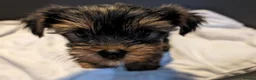 Yorkshire Terrier dogs for sale: Yorkshire Terrier Puppies  - Small size - Advert 7
