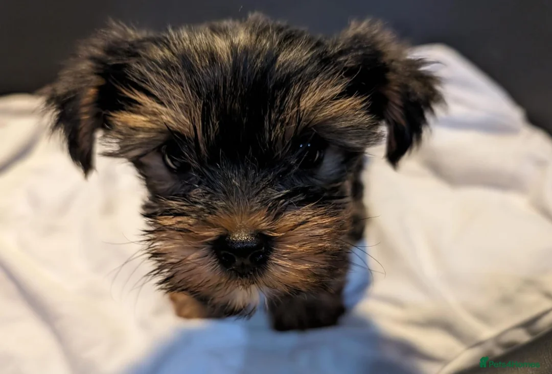 Yorkshire Terrier dogs for sale: Yorkshire Terrier Puppies  - Small size - Advert 7
