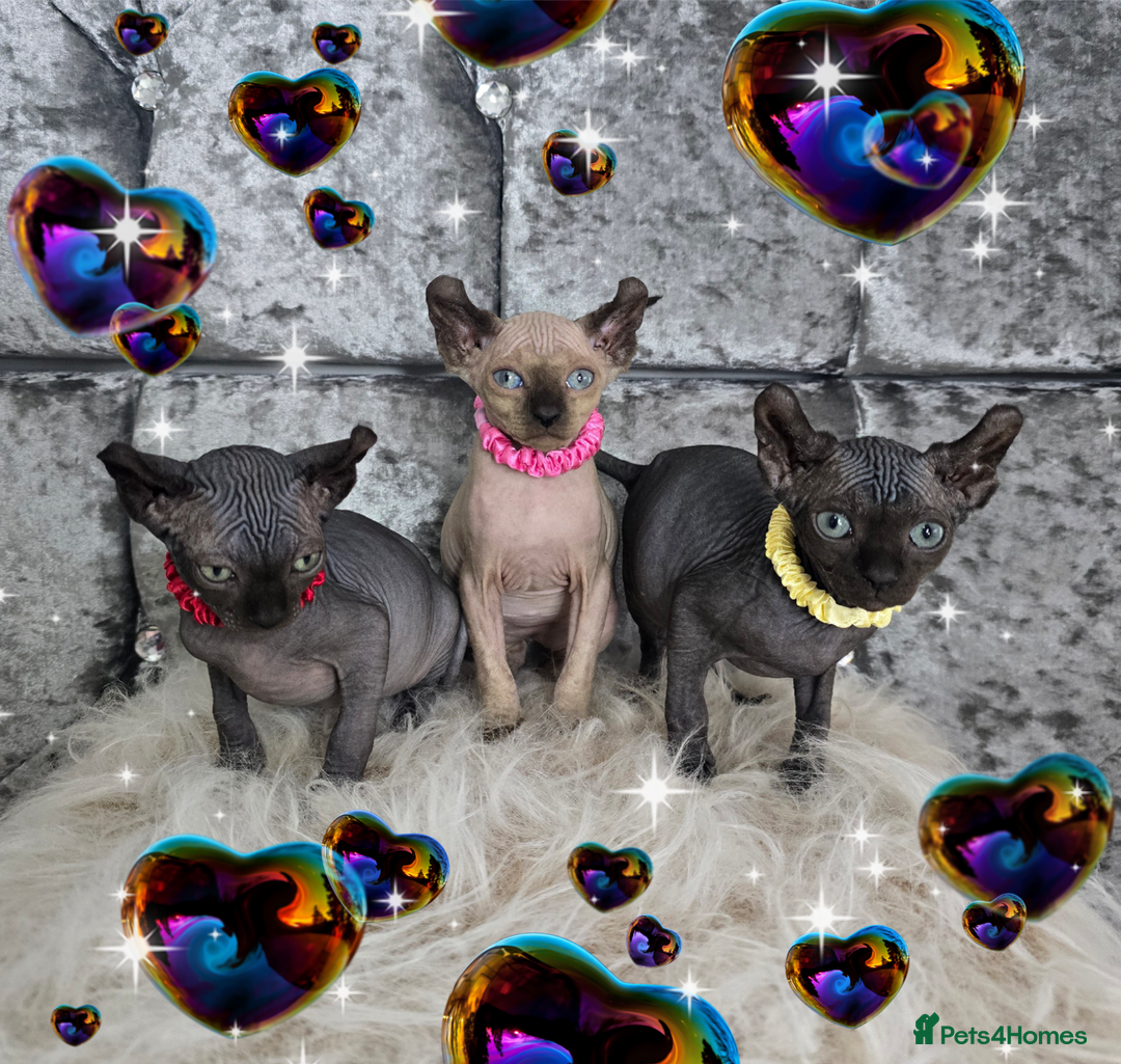 Sphynx cats for sale: 💙LITTLE BOY🩵Sphynx Kitten🩵TESTED 🐈  - Image 18