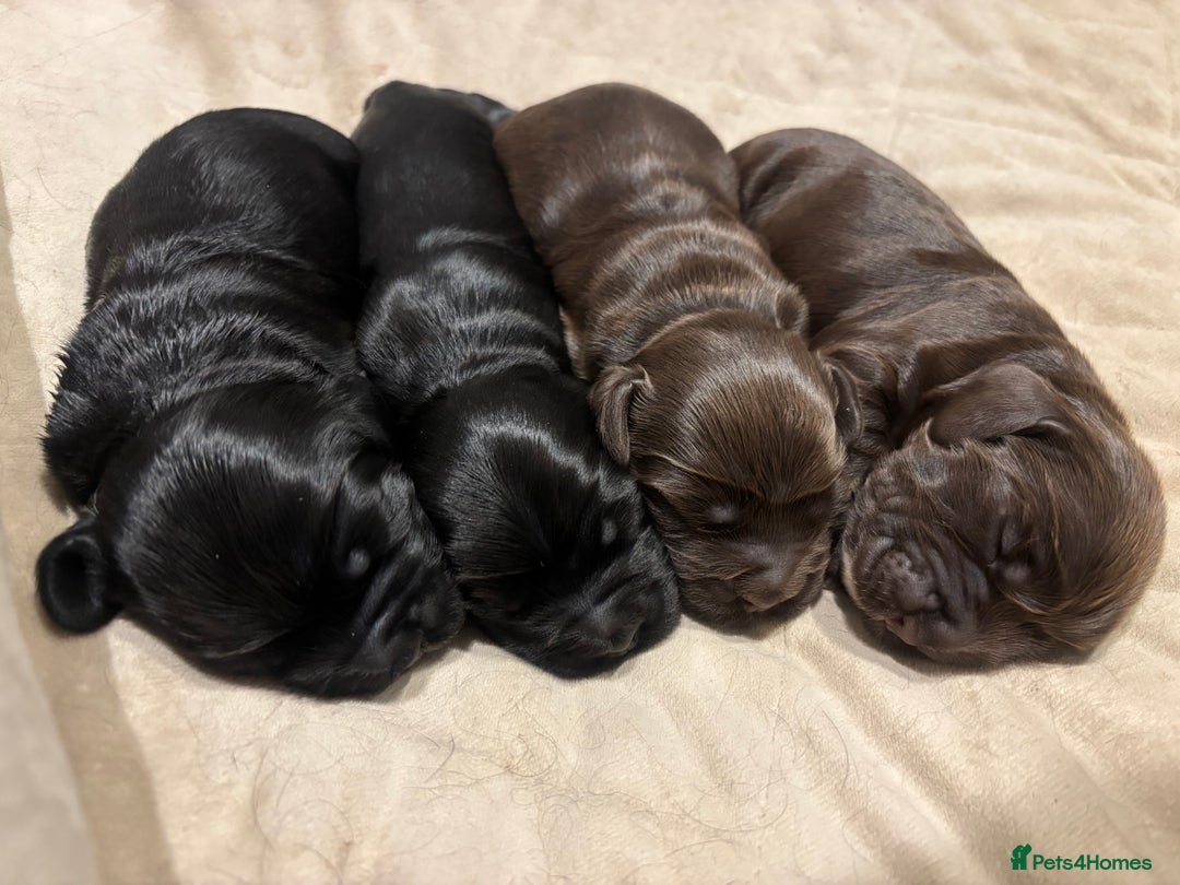 Cocker Spaniel dogs for sale: Show-type KC reg. black/white cocker spaniel puppy - Advert 7