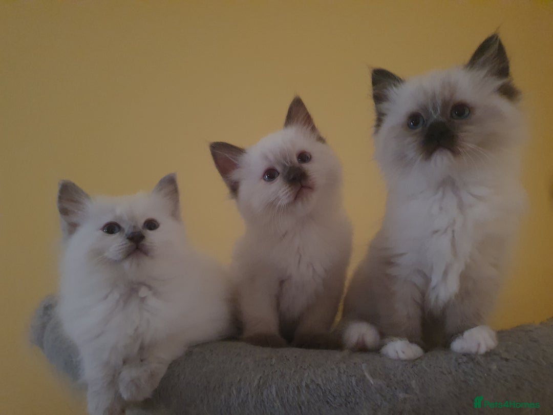 Ragdoll cats for sale: Ragdoll boy and girl ready now 💙❤️ - Image 5