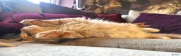 Maine Coon cats for sale: TiCA reg/Parents Fully Health Tested - Advert 32