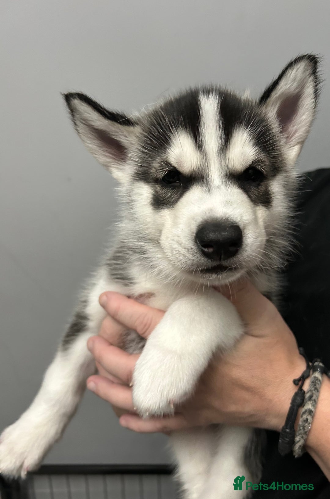 Siberian Husky dogs for sale: Beautiful Husky Puppies – Ready in 2 Weeks!  - Advert 3
