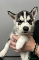 Siberian Husky dogs Beautiful Husky Puppies – Ready in 2 Weeks! - Advert 3