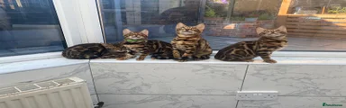 Bengal Kitten 2