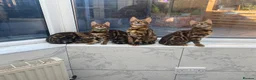 Bengal cats for sale: Bengal kittens - Advert 8