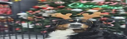 Bernese Mountain Dog dogs for sale: Bernese mountain dog (Bess). in Liverpool - Advert 20