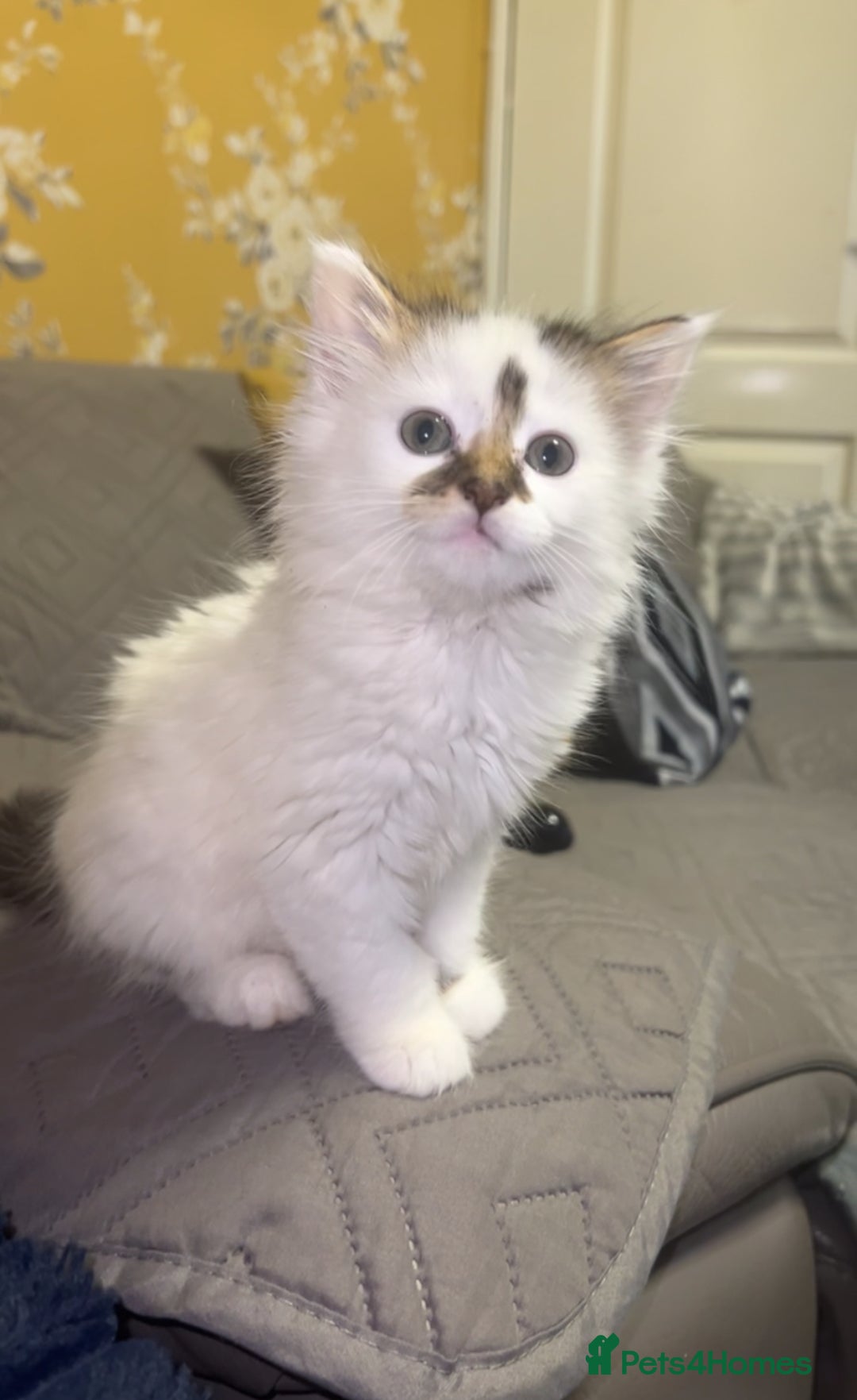 British Longhair cats for sale: girl kitten- playful/amazing personality ! - Image 2