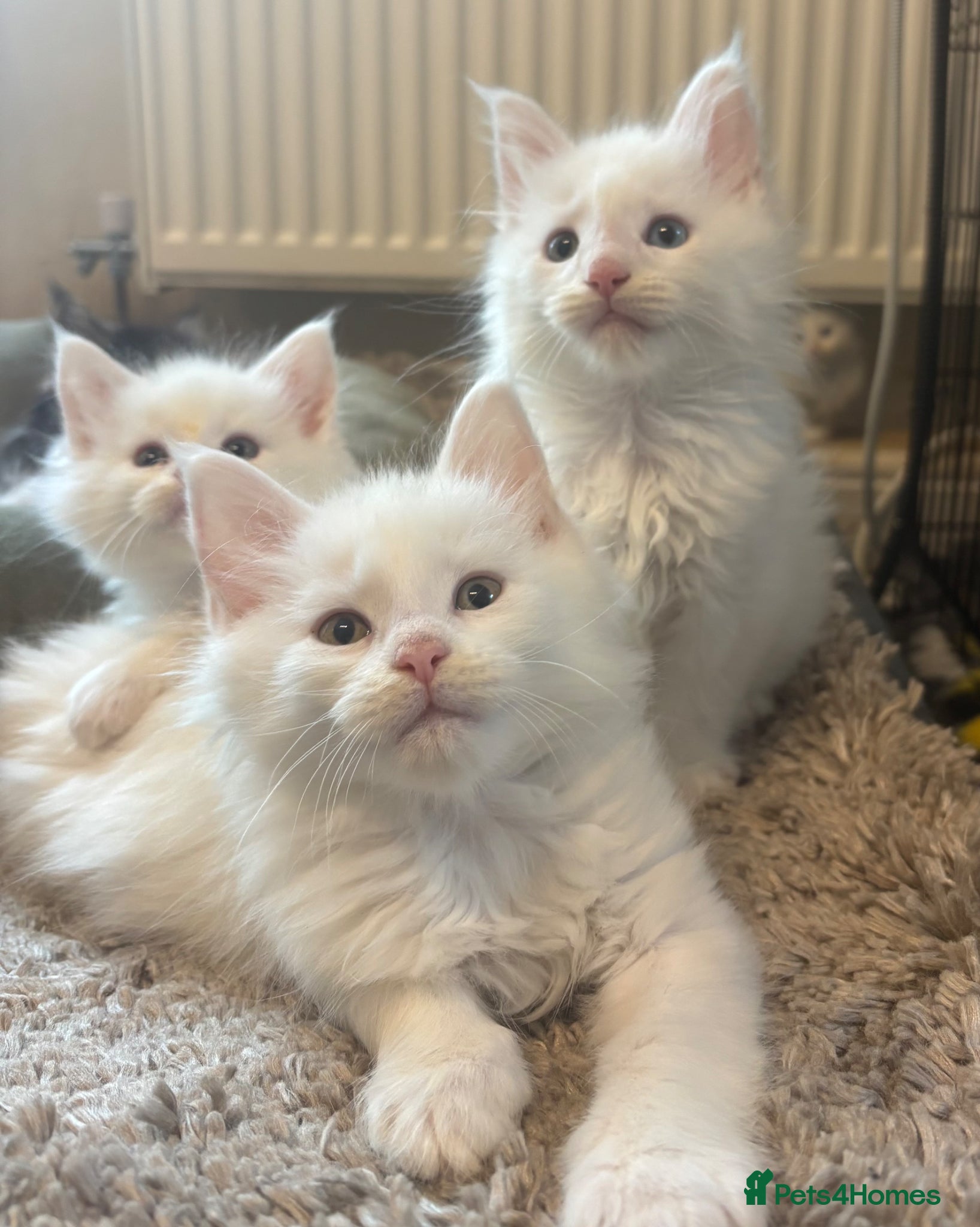 Maine Coon Kitten 3