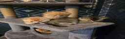 Scottish Fold cats for sale:  Beautiful Scottish fold/scottish straight litter - Advert 16