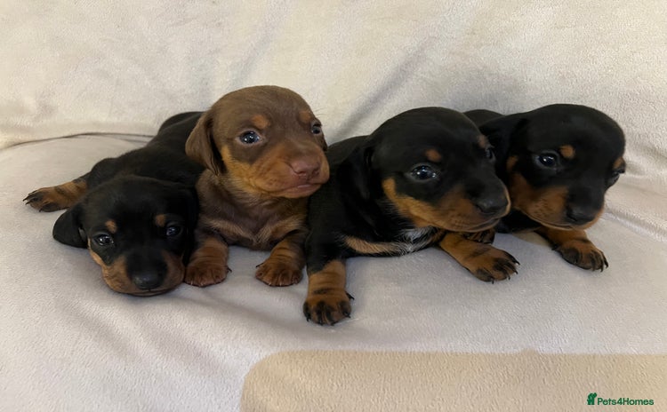 Miniature Dachshund dogs - Advert 1