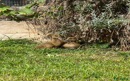 Ducks poultry for sale: Day old female ducklings  - Image 4
