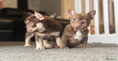 French Bulldog dogs - Advert 12