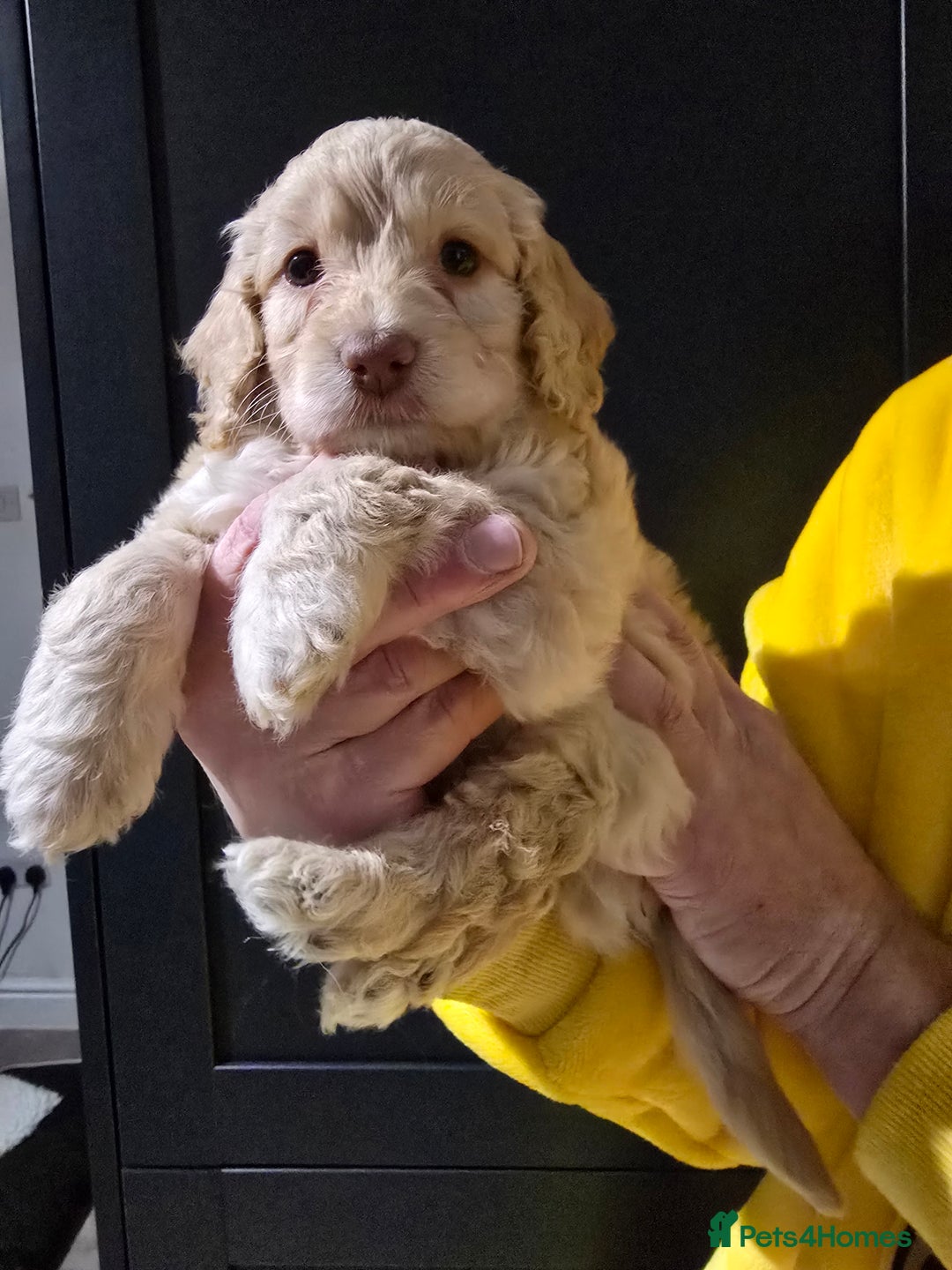 Cockapoo dogs for sale: F1 cockapoo puppies - extensive health tests - Advert 14