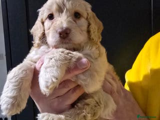 Cockapoo dogs F1 cockapoo puppies - extensive health tests - Advert 15