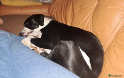 Mixed Breed dogs for sale: Looking for a new family - Image 5