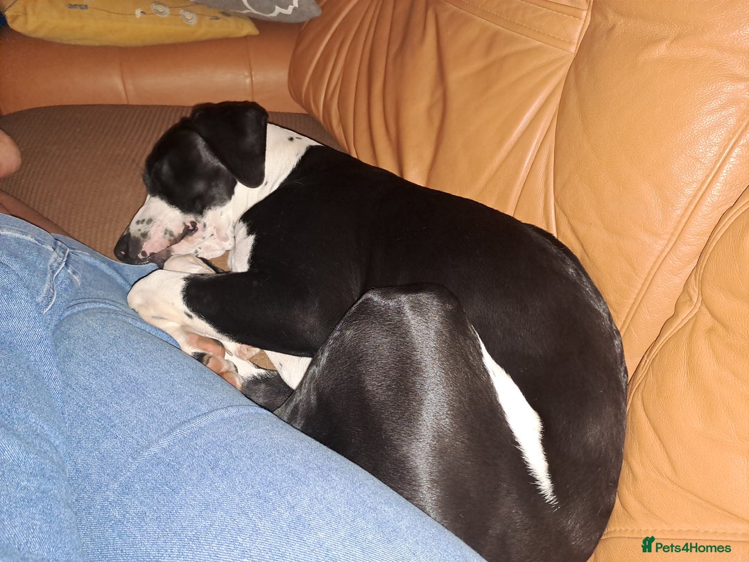 Mixed Breed dogs for sale: Looking for a new family - Image 5