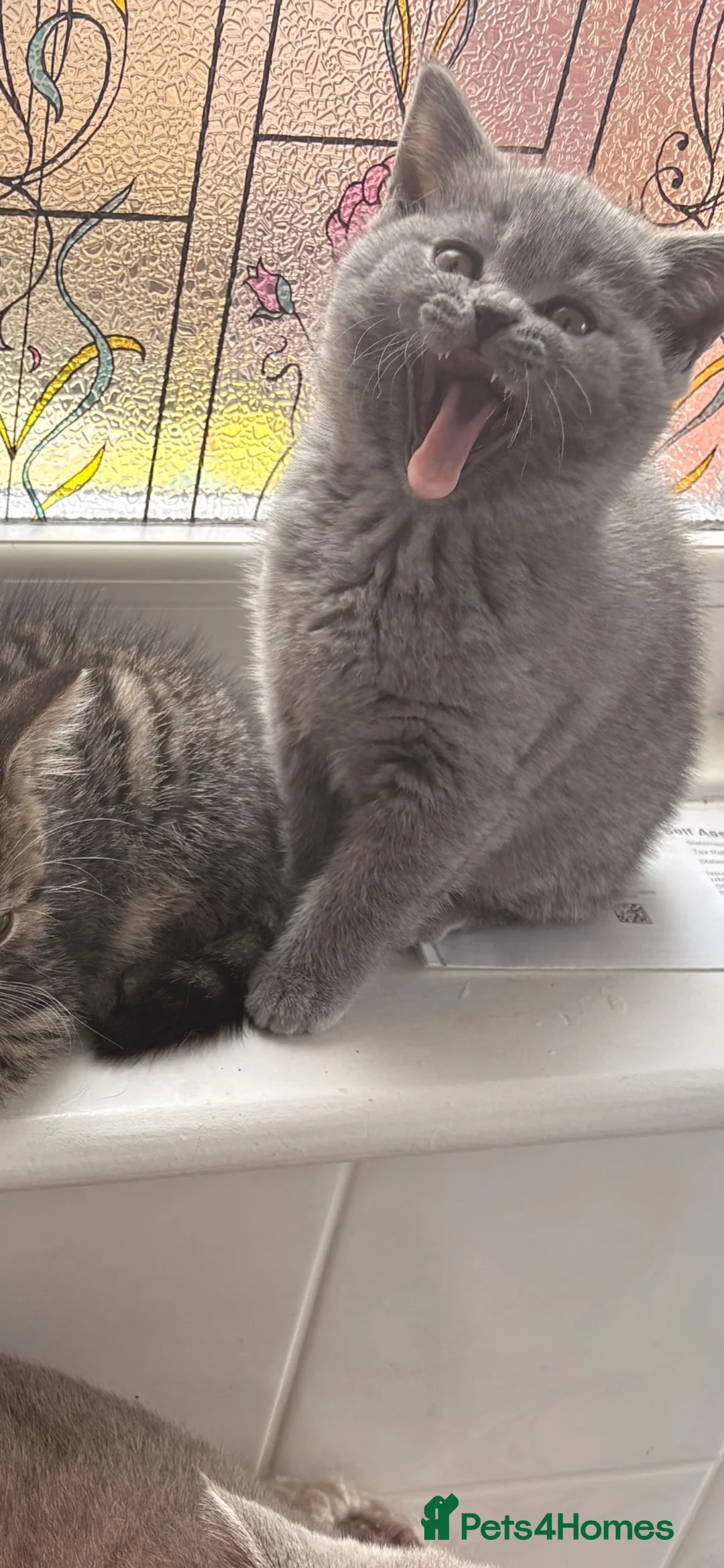 British Shorthair cats for sale: British shorthair  in Doncaster - Advert 2
