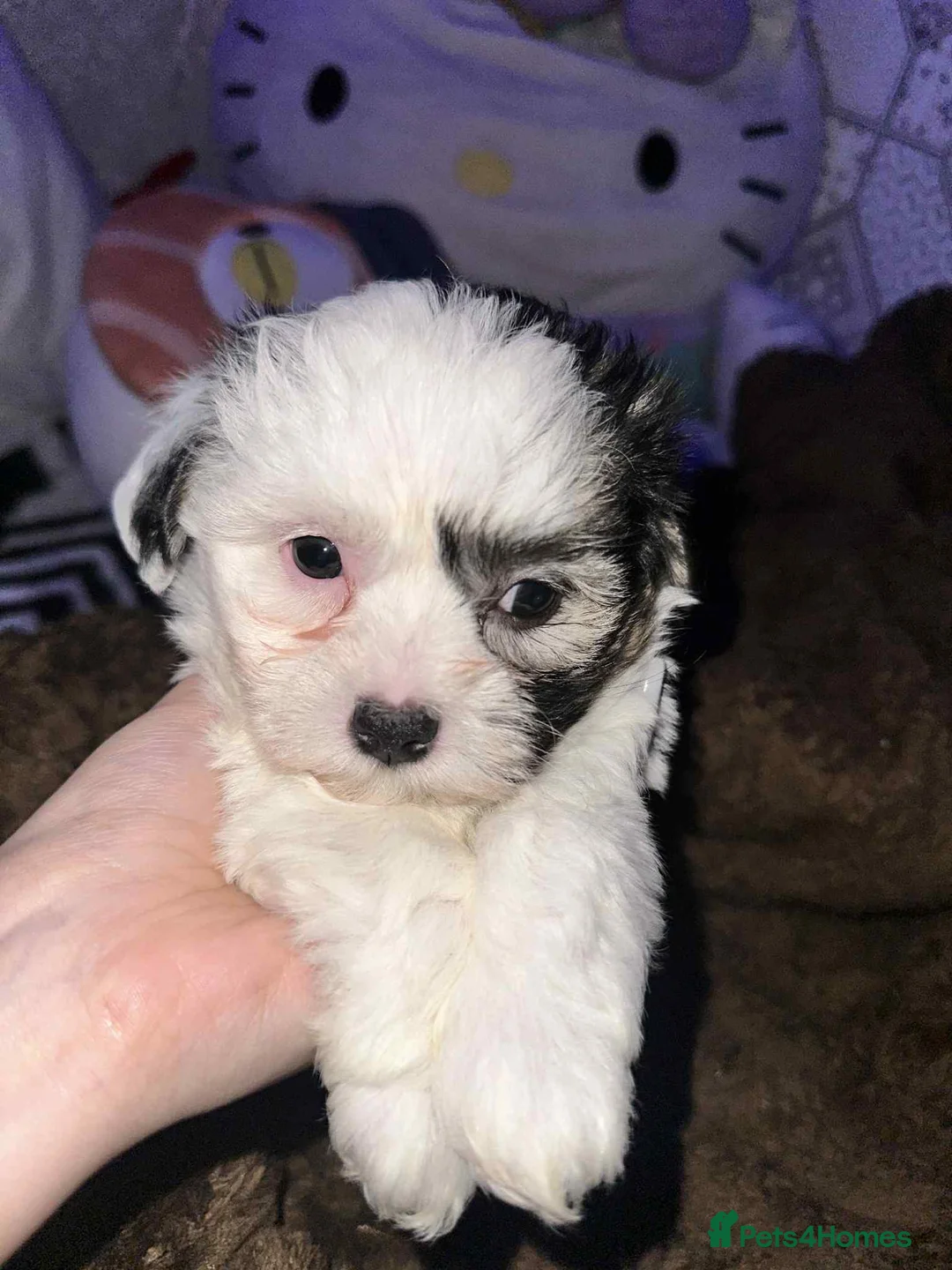 Zuchon dogs for sale: Mixed bishon  - Advert 5