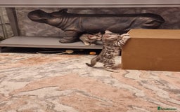 Bengal cats for sale: Silver bengals - Image 8