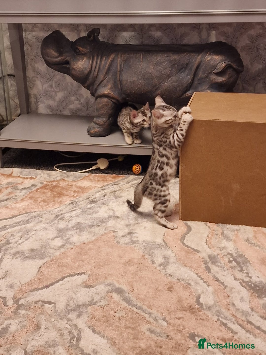 Bengal cats for sale: Silver bengals - Image 8