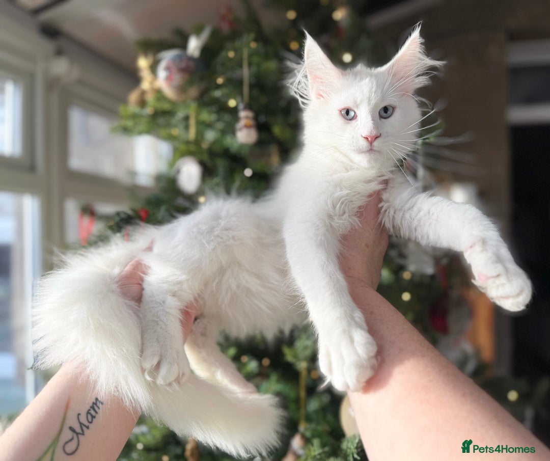 Maine Coon cats for sale: WHITE FEMALE KITTEN WITH BLUE EYES READY NOW - Advert 11