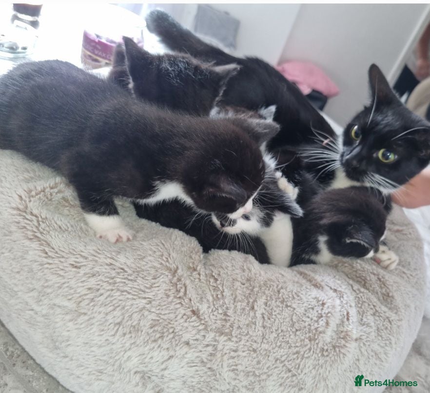 Domestic Shorthair cats Domestic short hair cats  - Advert 4