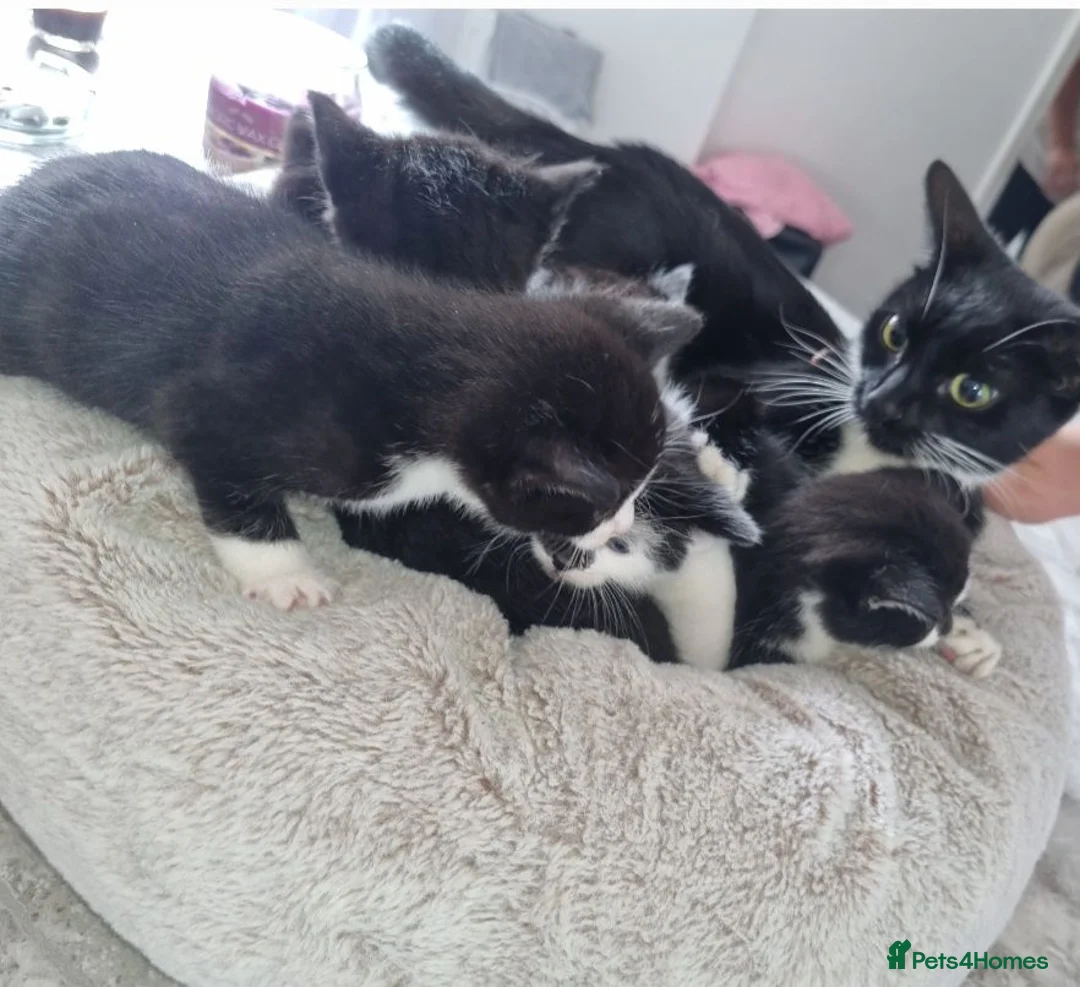 Domestic Shorthair cats for sale: Domestic short hair cats  - Advert 1