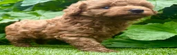 Cavapoochon dogs for sale: Cavapoo curly wurly puppies. 5* Council Reg’d - Advert 21