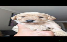 Labradoodle dogs for sale: F1 standard Labradoodle puppies  - Image 27