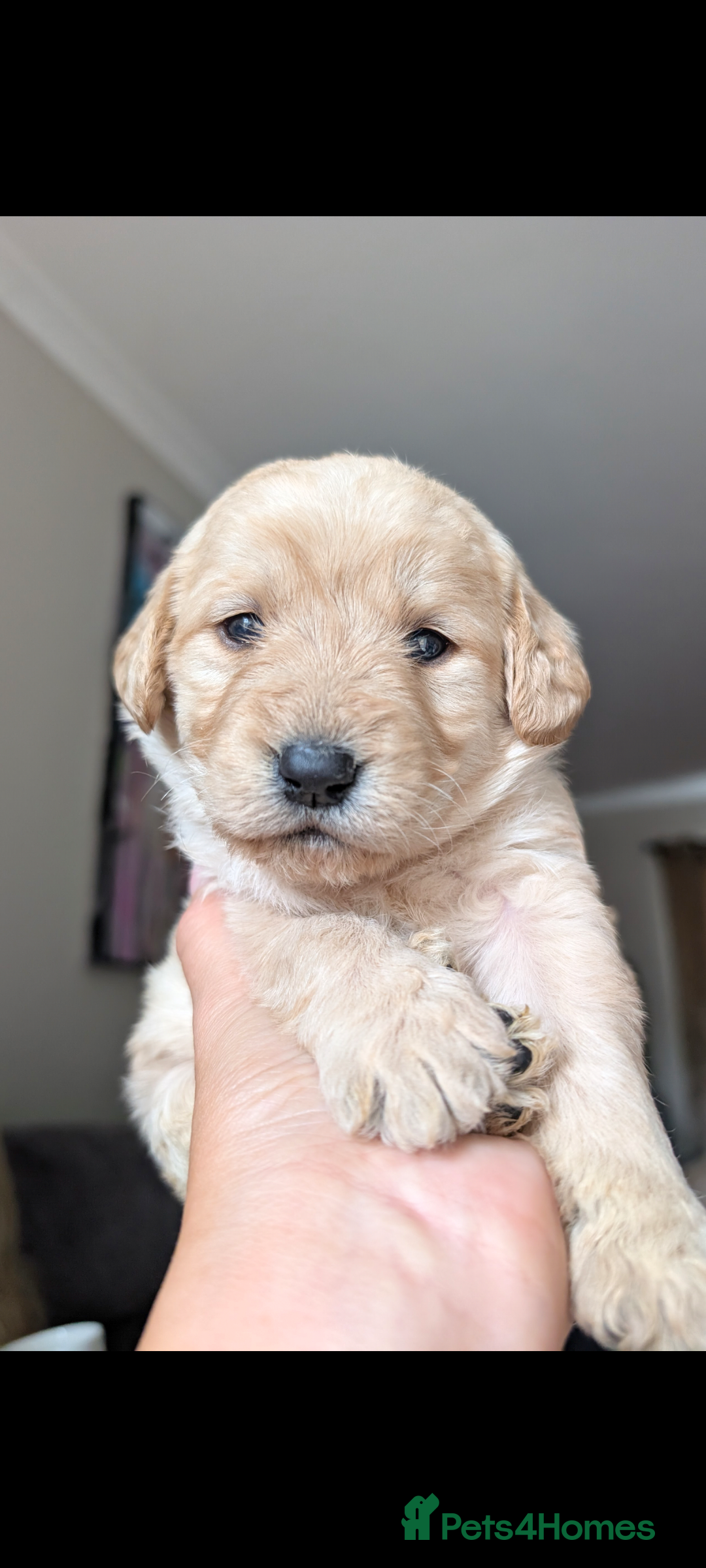 Labradoodle dogs for sale: F1 standard Labradoodle puppies  - Image 27