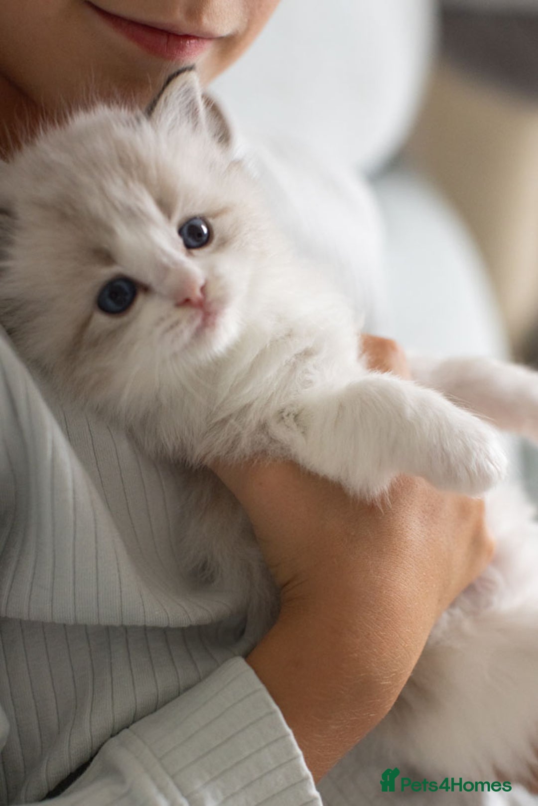 Ragdoll cats for sale: Best Ragdoll Bicolour and Lynx kittens in UK - Image 33