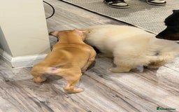 American Bulldog dogs for adoption: Soppy King is ready for his forever home!  - Advert 7