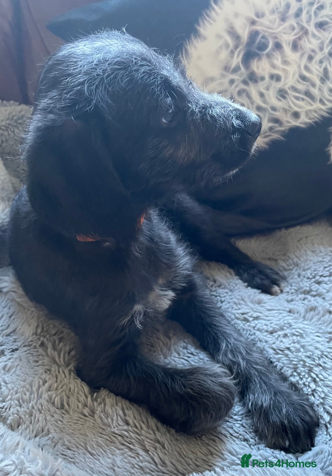 Mixed Breed dogs for sale: F1 Beddy  whippet out of KC health tested parents - Image 2