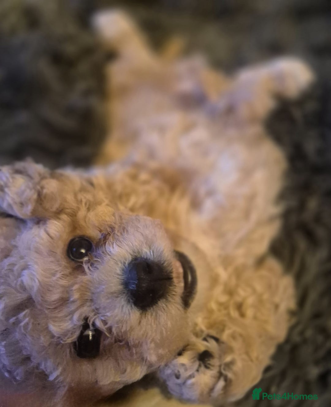 Mixed Breed dogs for sale: Mixed-breed  - Advert 13