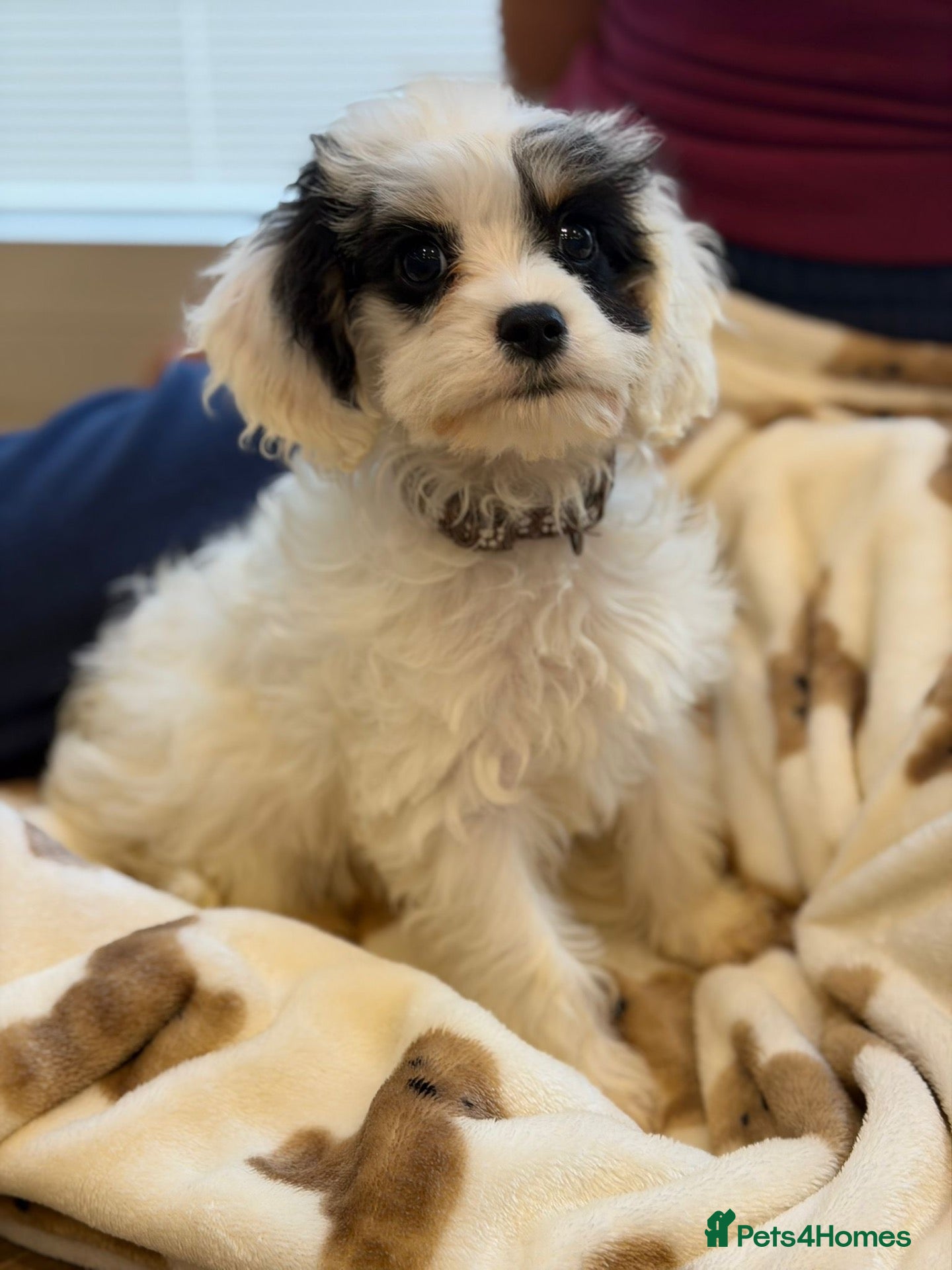 Cavapoo dogs F1 cavapoos ready to leave now  - Advert 1