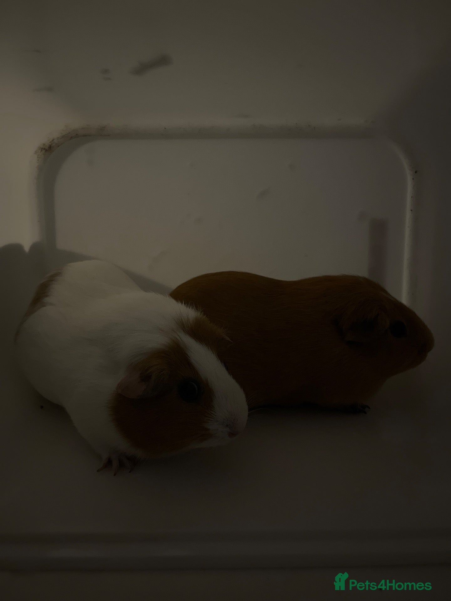 Guinea Pig rodents Two girl guinea pigs so so friendly very loved  - Advert 2