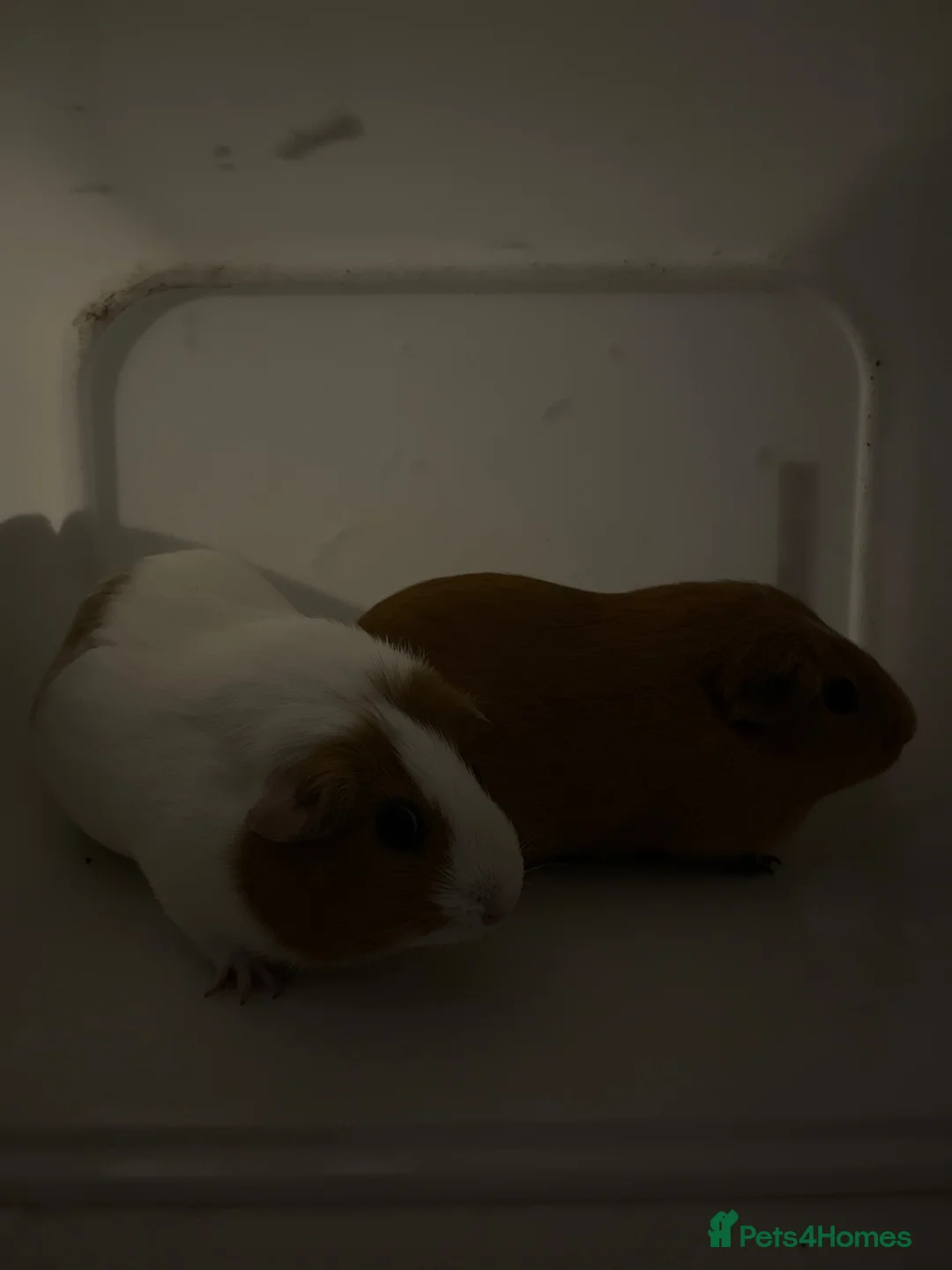 Guinea Pig rodents for sale: Two girl guinea pigs so so friendly very loved  - Advert 2