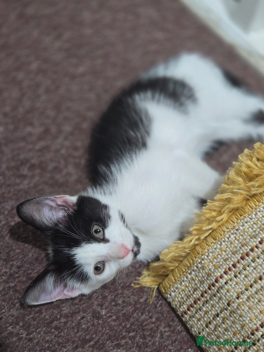 Mixed Breed cats for sale: 2 Kitties for the price of 1! With ****** tower! - Image 9