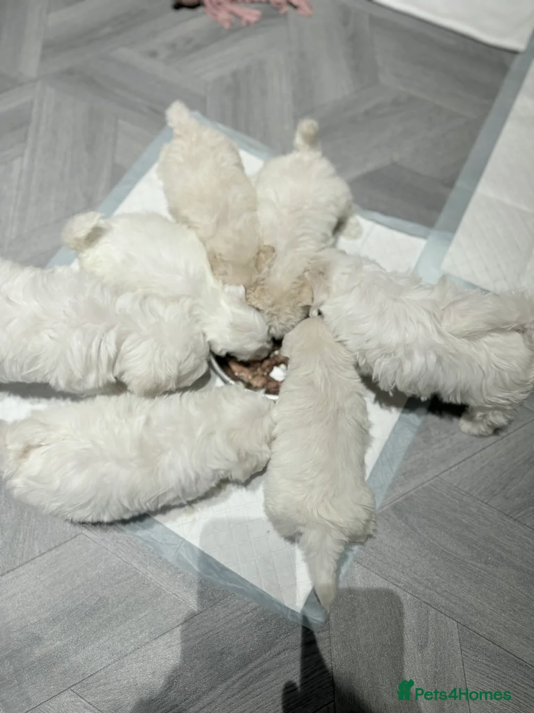 Maltese dogs for sale: Maltese puppies  - Advert 5