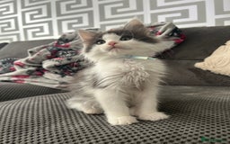 Maine Coon cats for sale: LAST GORGEOUS GIRL - Image 7