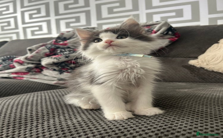 Maine Coon cats - Advert 12