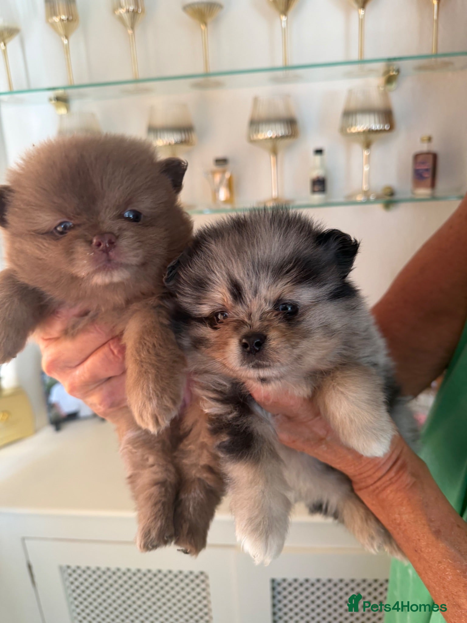 Pomeranian dogs Beautiful Pomeranian Puppies - Advert 1