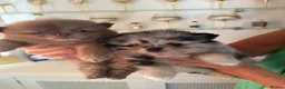 Pomeranian dogs for sale: Beautiful Pomeranian Puppies - Advert 3